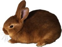 动物-兔子