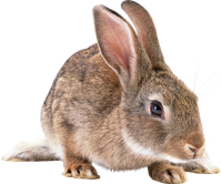 动物-兔子