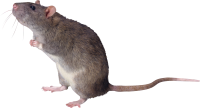 动物-鼠标，老鼠图像