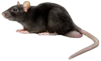 动物-鼠标，老鼠图像