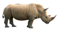 动物-犀牛
