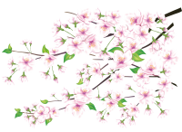 自然-樱花