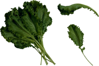 蔬菜-色拉图像
