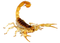 昆虫-蝎子