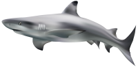 动物-鲨鱼形象