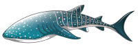 鲨鱼形象