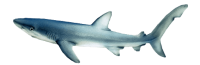 鲨鱼形象