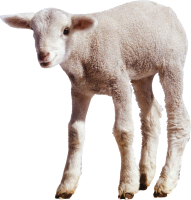 动物-白色小绵羊形象