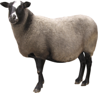 动物-绵羊形象