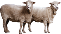 动物-绵羊形象