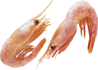 动物-虾图像