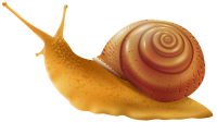 动物-蜗牛