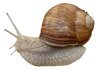 动物-蜗牛