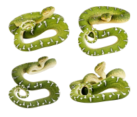 动物-绿蛇意象