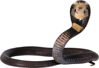 动物-眼镜蛇蛇图片，免费下载图片