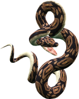 动物-蛇图片免费下载