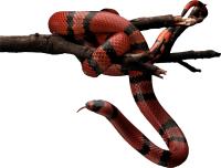 动物-红蛇图片免费下载