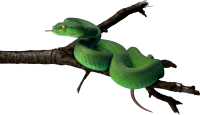 动物-青蛇意象