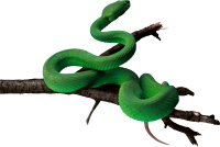 动物-青蛇意象
