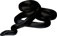 动物-黑蛇图片免费下载