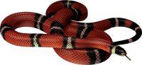 动物-蛇图片免费下载