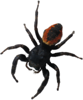 昆虫-蜘蛛图像