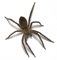 昆虫-蜘蛛图像