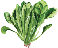 蔬菜-菠菜