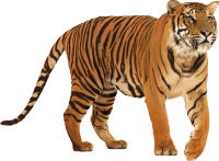 动物-老虎