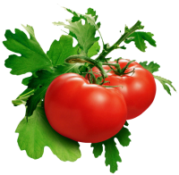 蔬菜-西红柿