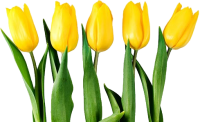 花-黄色郁金香图片