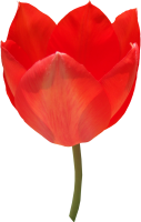 花-红郁金香图片