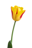 花-黄色郁金香图片