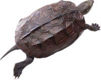 动物-乌龟