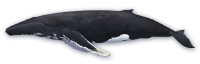 动物-鲸鱼