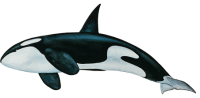 动物-鲸鱼