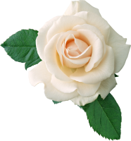 花-白玫瑰图，花白玫瑰图