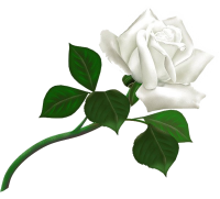 白玫瑰图，花白玫瑰图
