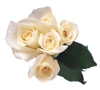 花-白玫瑰形象