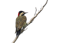 动物-啄木鸟