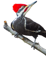 动物-啄木鸟